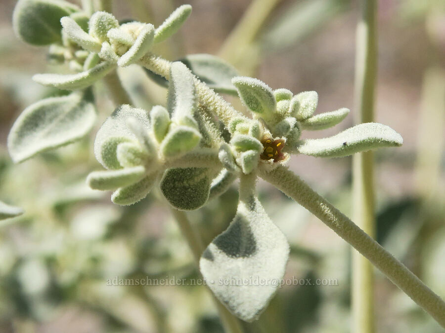 shrubby honey-sweet (Tidestromia suffruticosa var. oblongifolia) [near Titus Canyon, Death Valley National Park, Inyo County, California]