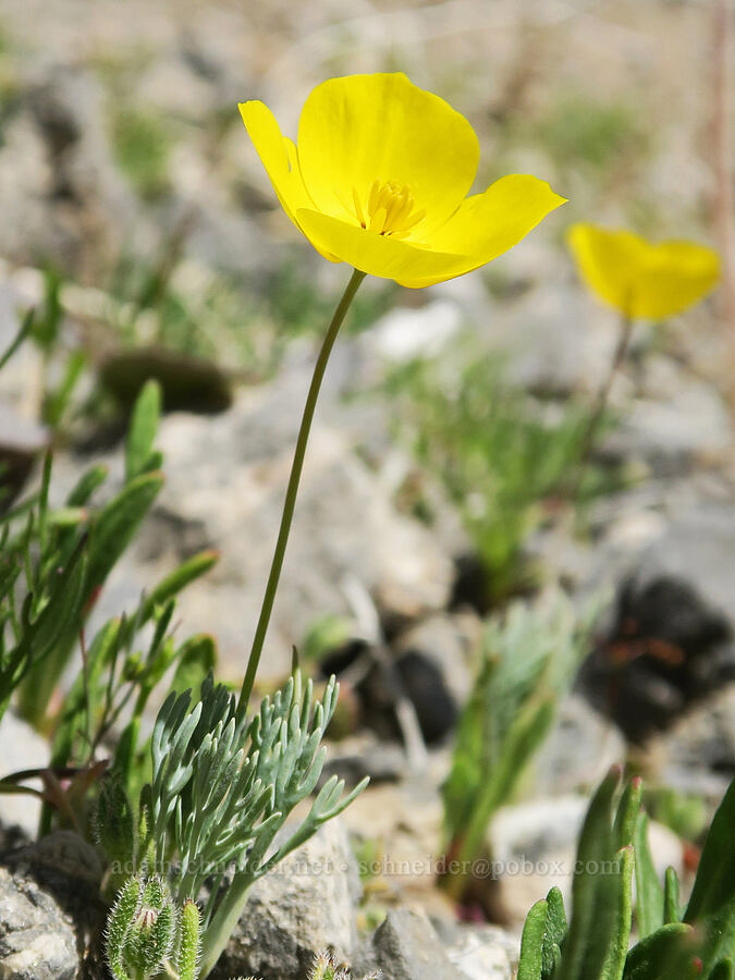 Mojave poppy (Eschscholzia glyptosperma) [Grapevine Mountains, Death Valley National Park, Inyo County, California]