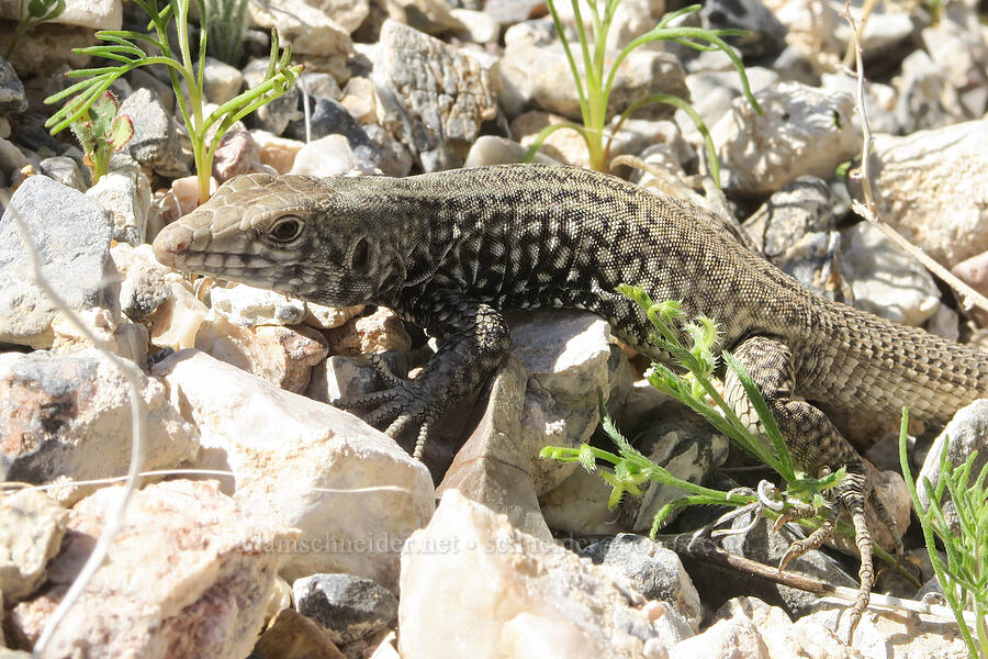 Great Basin whiptail lizard (Aspidoscelis tigris tigris (Cnemidophorus tigris tigris)) [Grapevine Mountains, Death Valley National Park, Inyo County, California]