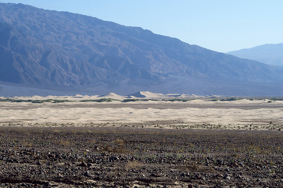 Mesquite Dunes [North Highway, Death Valley National Park, Inyo County, California]