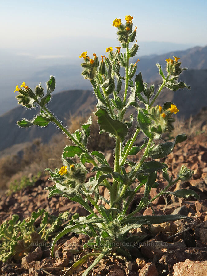 bristly fiddleneck (Amsinckia tessellata) [Dante's View, Death Valley National Park, Inyo County, California]