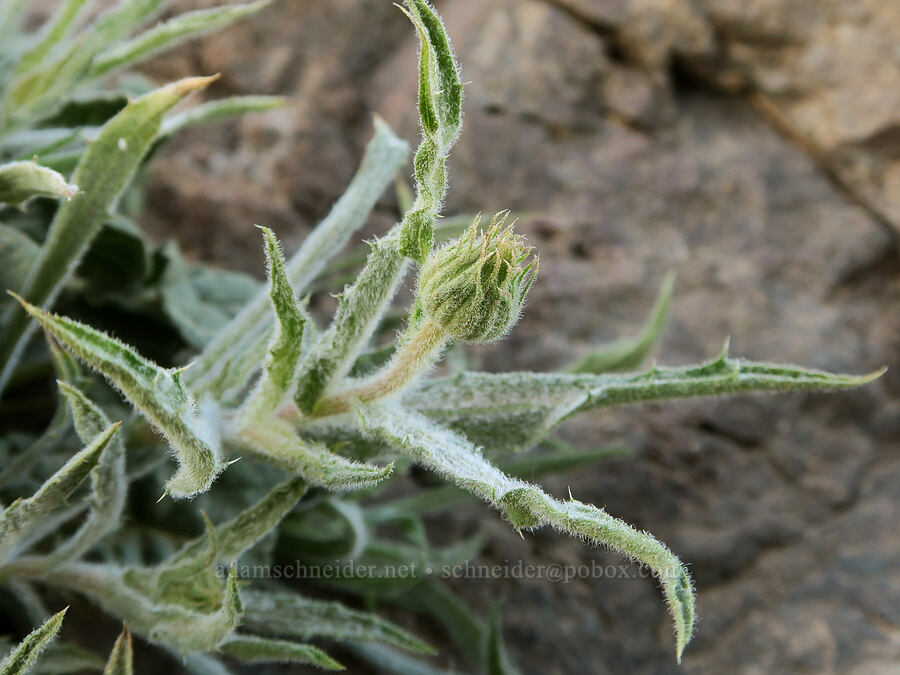 Mojave aster, budding (Xylorhiza tortifolia (Machaeranthera tortifolia)) [Dante's View, Death Valley National Park, Inyo County, California]