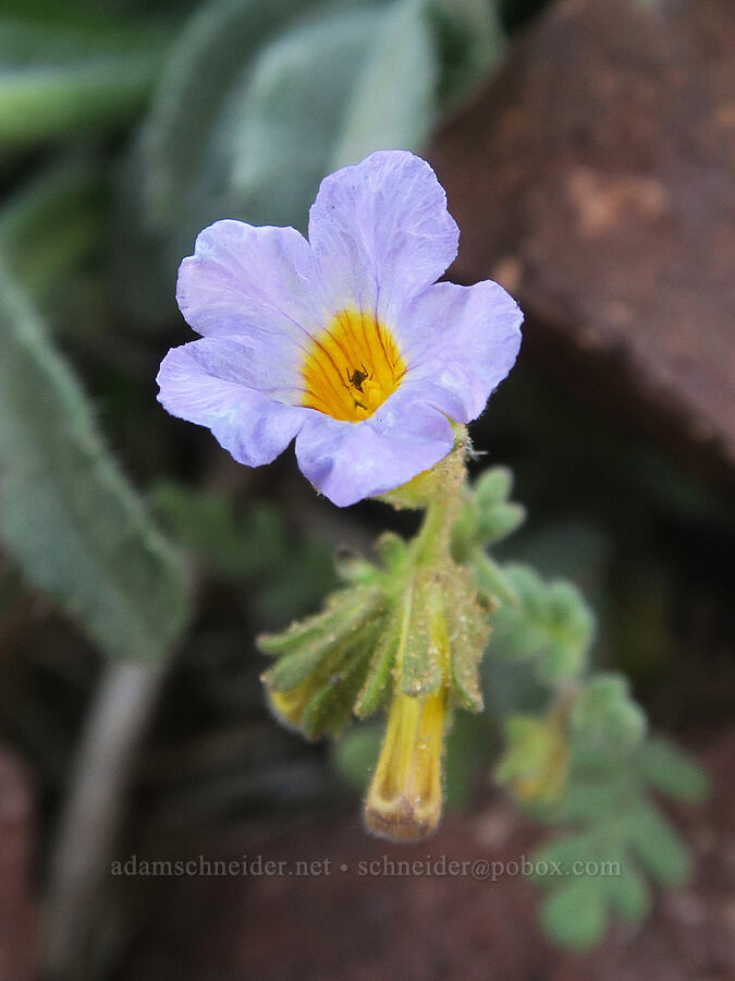 Fremont's phacelia (Phacelia fremontii) [Dante's View, Death Valley National Park, Inyo County, California]