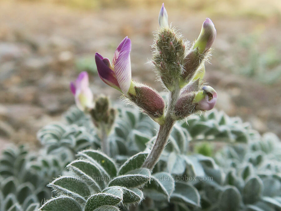 Layne's milk-vetch (Astragalus layneae) [Dante's View, Death Valley National Park, Inyo County, California]