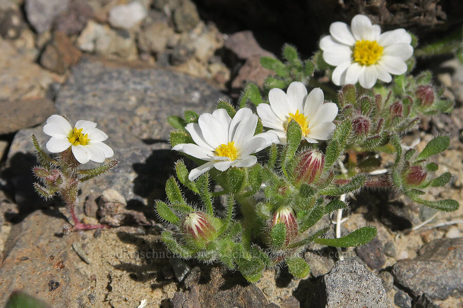 desert-star (Monoptilon sp.) [Highway 190, Death Valley National Park, Inyo County, California]