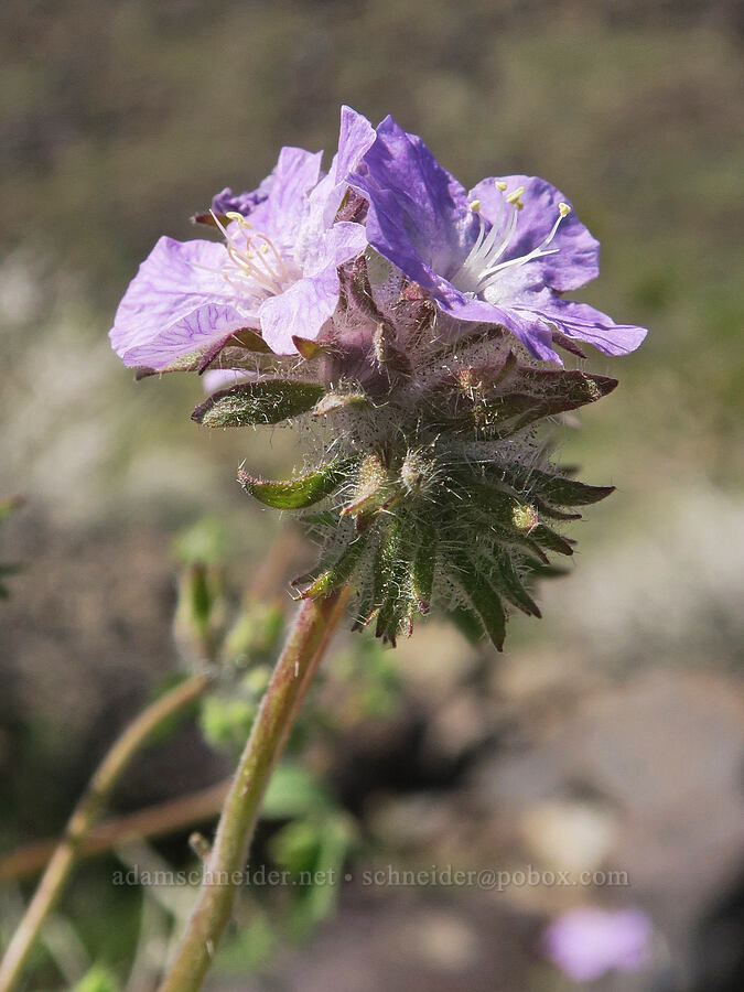 Death Valley phacelia (?) (Phacelia vallis-mortae) [Highway 190, Death Valley National Park, Inyo County, California]