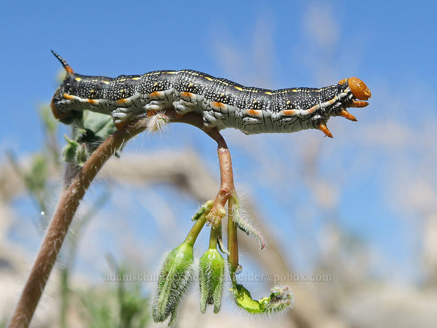 sphinx moth caterpillar (Hyles lineata) [Highway 190, Death Valley National Park, Inyo County, California]