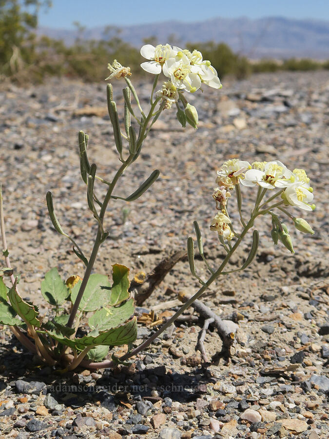 white brown-eyed evening-primrose (Chylismia claviformis ssp. funerea (Camissonia claviformis ssp. funerea)) [Highway 190, Death Valley National Park, Inyo County, California]