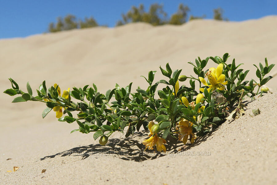 half-buried creosote bush (Larrea tridentata) [Mesquite Dunes, Death Valley National Park, Inyo County, California]