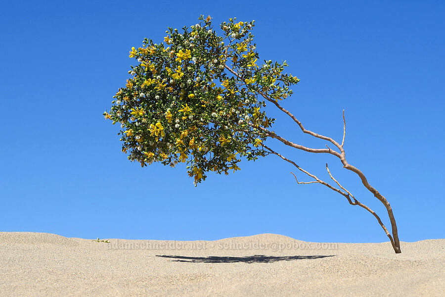 creosote bush (Larrea tridentata) [Mesquite Dunes, Death Valley National Park, Inyo County, California]