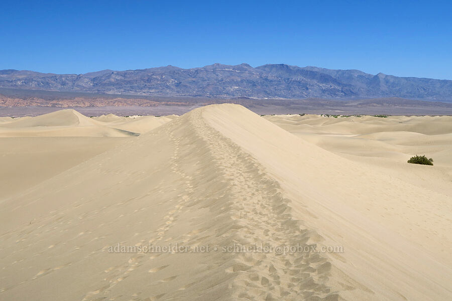 sand dunes & Grapevine Mountains [Mesquite Dunes, Death Valley National Park, Inyo County, California]