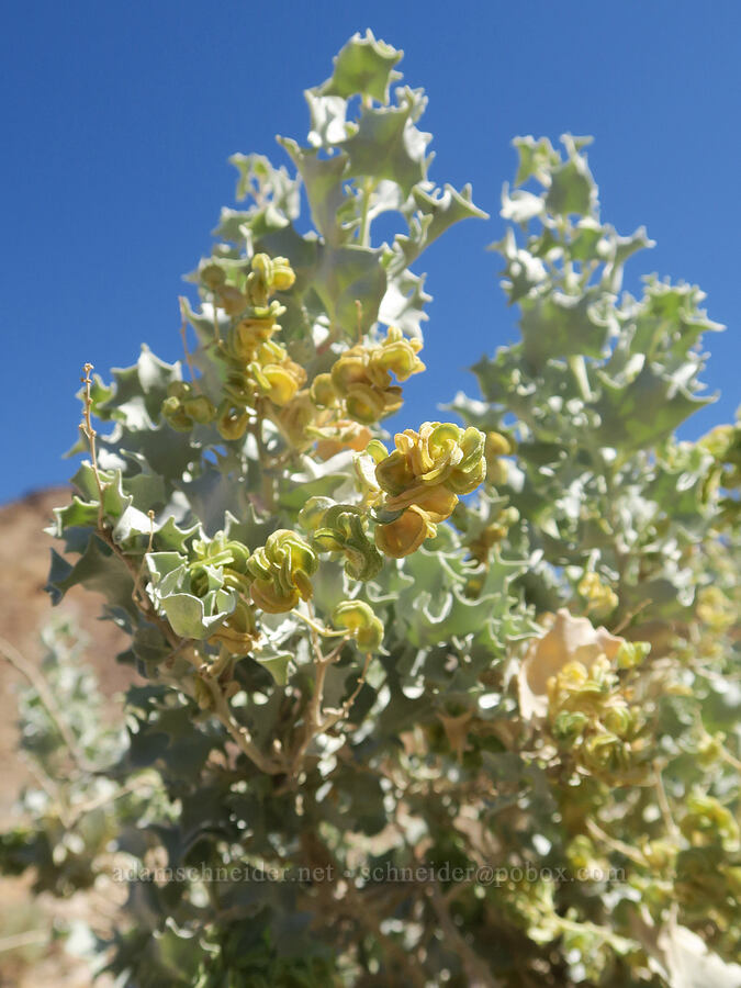 desert holly (female flowers) (Atriplex hymenelytra) [Mosaic Canyon, Death Valley National Park, Inyo County, California]