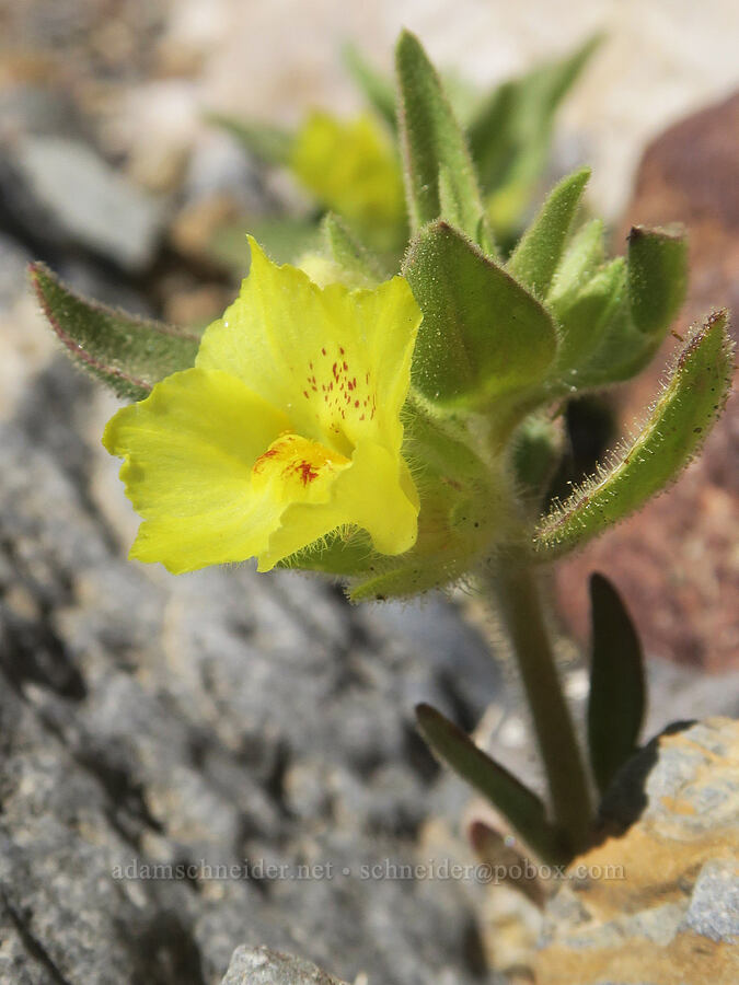 golden desert snapdragon (Mohavea breviflora) [Mosaic Canyon, Death Valley National Park, Inyo County, California]