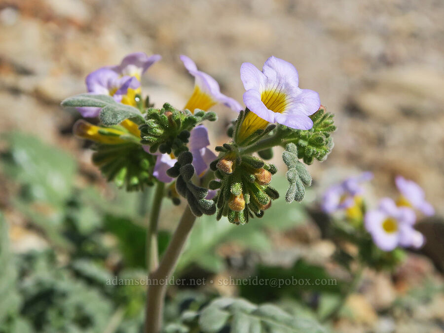 Fremont's phacelia (Phacelia fremontii) [Emigrant Canyon, Death Valley National Park, Inyo County, California]