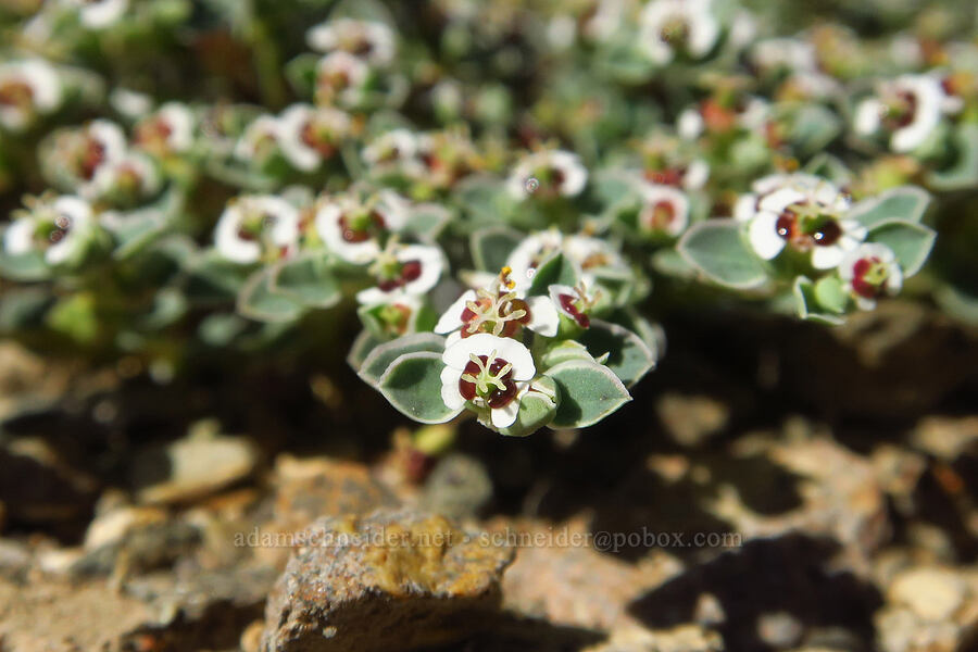 rattlesnake sand-mat (Chamaesyce albomarginata (Euphorbia albomarginata)) [Emigrant Canyon, Death Valley National Park, Inyo County, California]