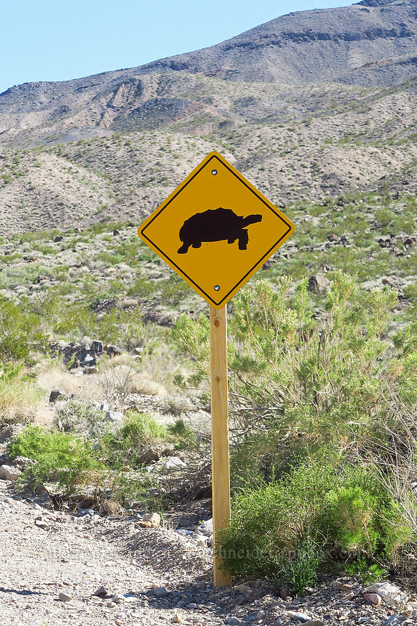 Tortoise Crossing [Emigrant Canyon, Death Valley National Park, Inyo County, California]