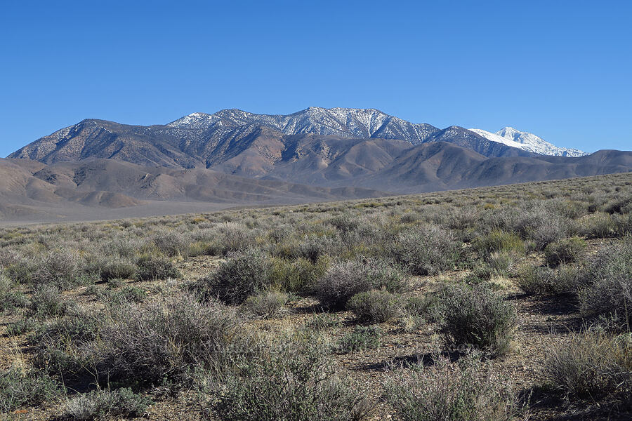 Wildrose Peak [Harrisburg Flats, Death Valley National Park, Inyo County, California]