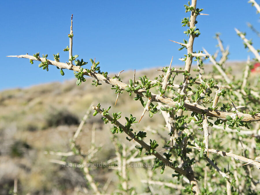Anderson's thorn-bush (Lycium andersonii) [Emigrant Canyon Road, Death Valley National Park, Inyo County, California]