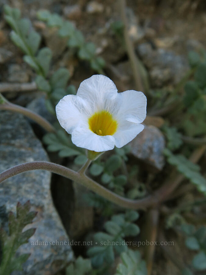 white Fremont's phacelia (Phacelia fremontii) [Rattlesnake Gulch, Death Valley National Park, Inyo County, California]