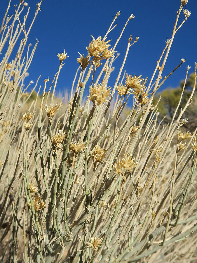 last year's gray rabbitbrush flowers (Ericameria nauseosa (Chrysothamnus nauseosus)) [Wildrose Canyon, Death Valley National Park, Inyo County, California]