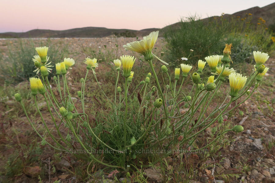 desert-dandelions (Malacothrix glabrata) [Trona-Wildrose Road, Inyo County, California]