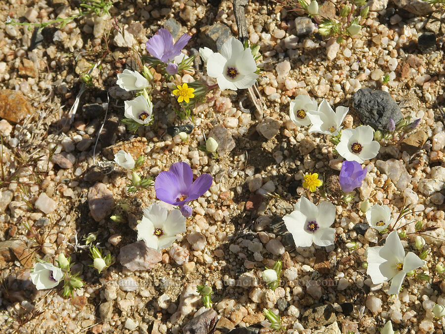 white & purple sand-blossoms (and gold-fields) (Linanthus parryae, Lasthenia gracilis) [Highway 178, Kern County, California]