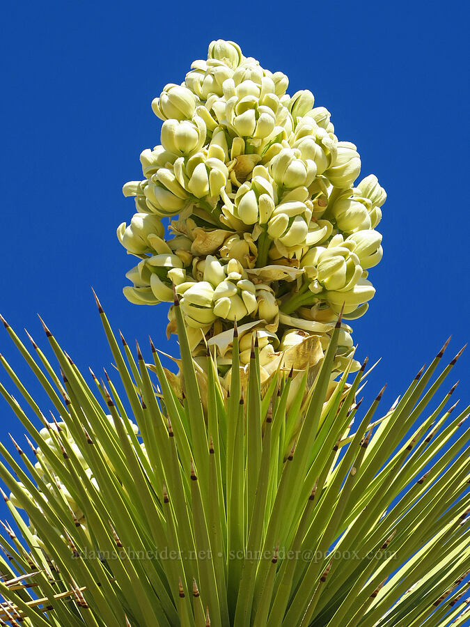 Joshua tree, flowering (Yucca brevifolia) [Highway 14, Kern County, California]
