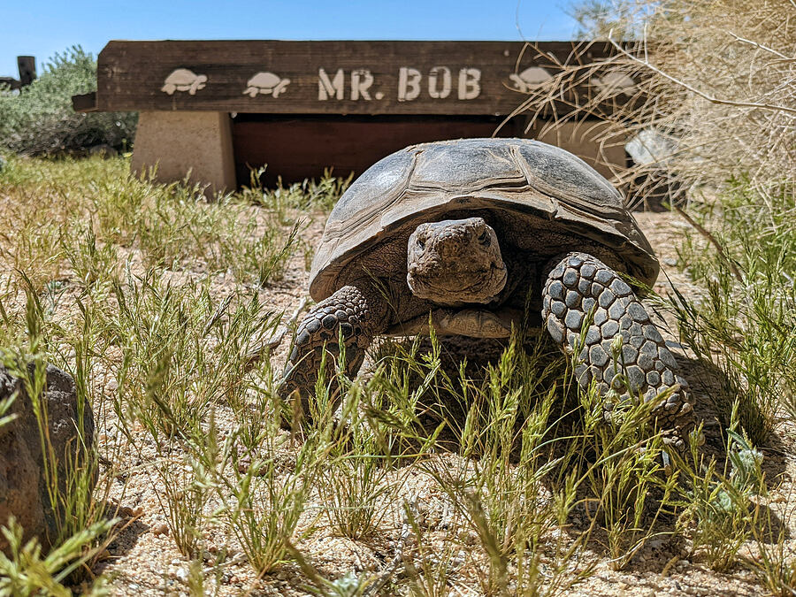 Mr. Bob, the desert tortoise (Gopherus agassizii) [Jawbone Station, Kern County, California]