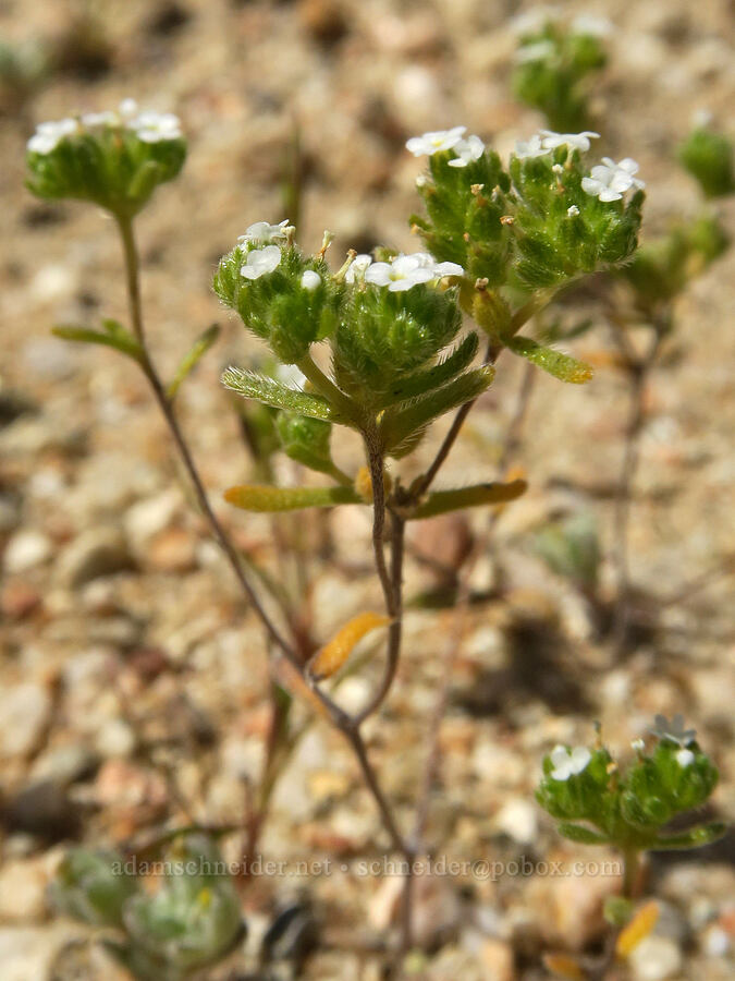 desert red-root cryptantha (Eremocarya micrantha (Cryptantha micrantha)) [Jawbone Canyon, Kern County, California]