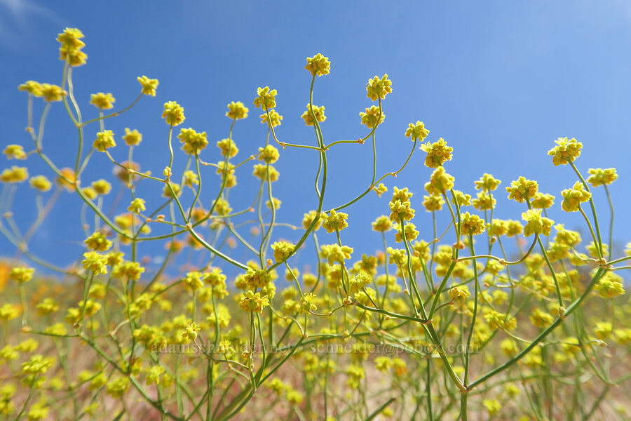 yellow-turban buckwheat (Eriogonum pusillum) [Jawbone Canyon, Kern County, California]