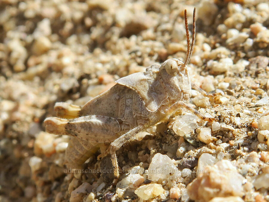 grasshopper [Jawbone Canyon, Kern County, California]