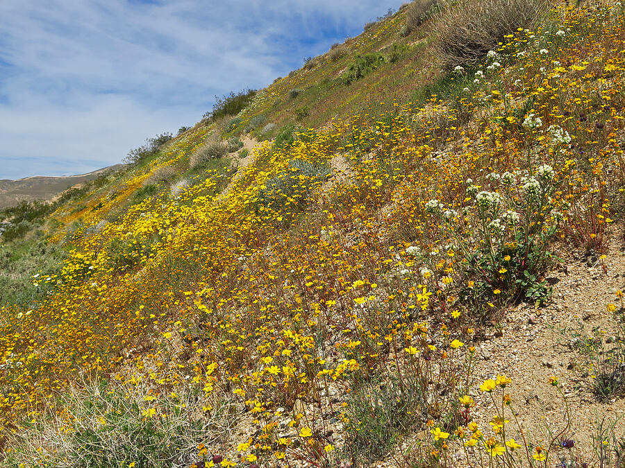 wildflowers (Leptosyne bigelovii (Coreopsis bigelovii), Chylismia claviformis (Camissonia claviformis), Salvia dorrii) [Jawbone Canyon, Kern County, California]