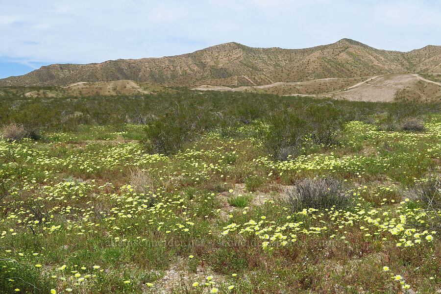 desert-dandelions (Malacothrix glabrata) [Jawbone Canyon, Kern County, California]