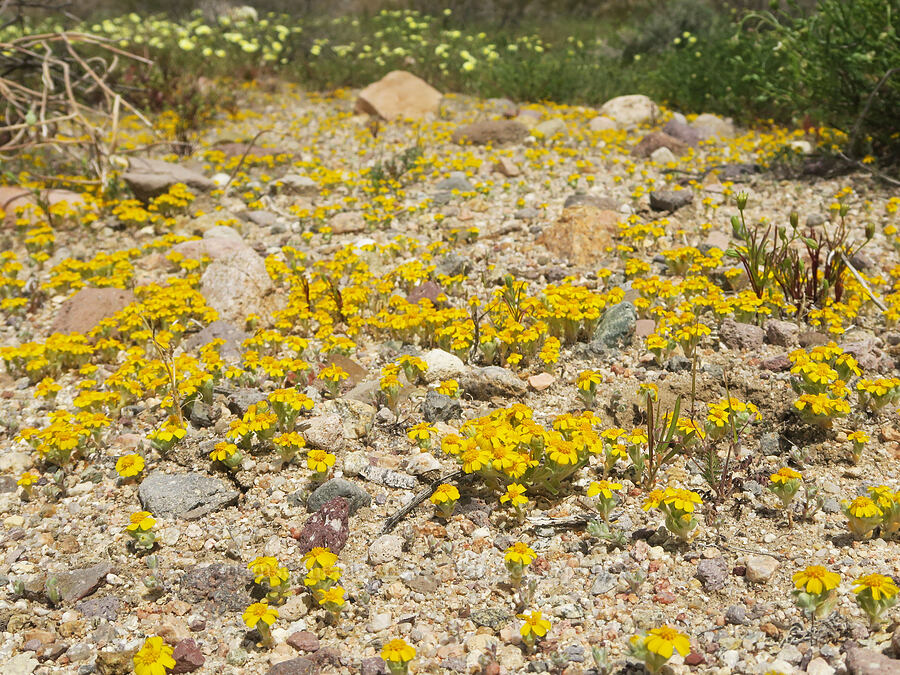 Wallace's woolly daisy (Eriophyllum wallacei) [Jawbone Canyon, Kern County, California]