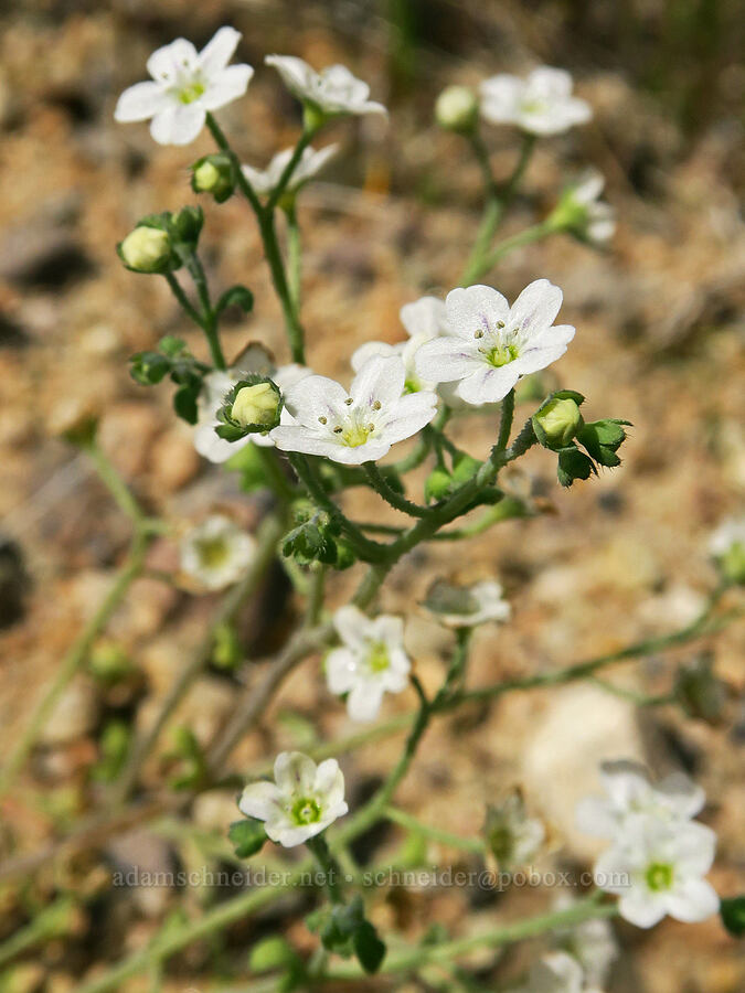 white fiesta-flower (Pholistoma membranaceum) [Poleline Canyon, Kern County, California]