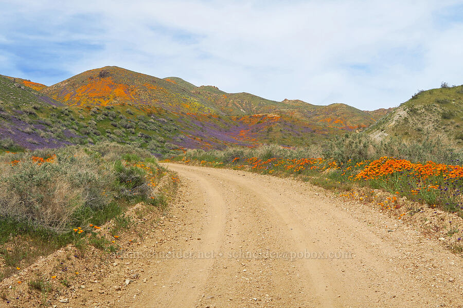 wildflowers (Eschscholzia californica, Phacelia tanacetifolia, Salvia dorrii) [Sugarloaf Park, Kern County, California]