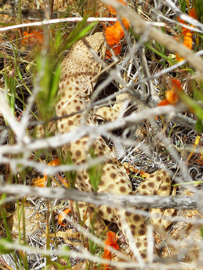 long-nosed leopard lizard (Gambelia wislizenii) [Sugarloaf Park, Kern County, California]