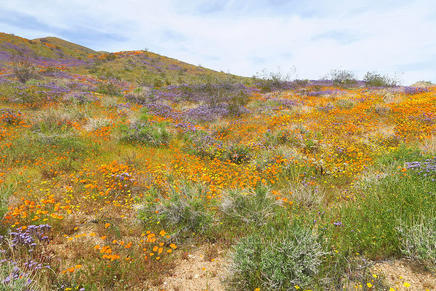 wildflowers (Eschscholzia californica, Phacelia tanacetifolia, Leptosyne bigelovii (Coreopsis bigelovii)) [Sugarloaf Park, Kern County, California]