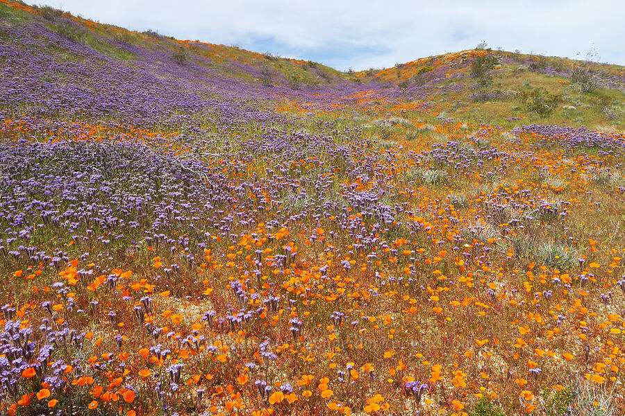 poppies & phacelia (Eschscholzia californica, Phacelia tanacetifolia) [Sugarloaf Park, Kern County, California]