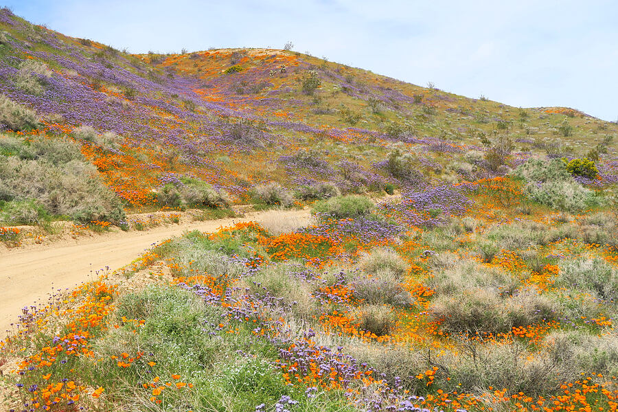 poppies & phacelia (Eschscholzia californica, Phacelia tanacetifolia) [Sugarloaf Park, Kern County, California]