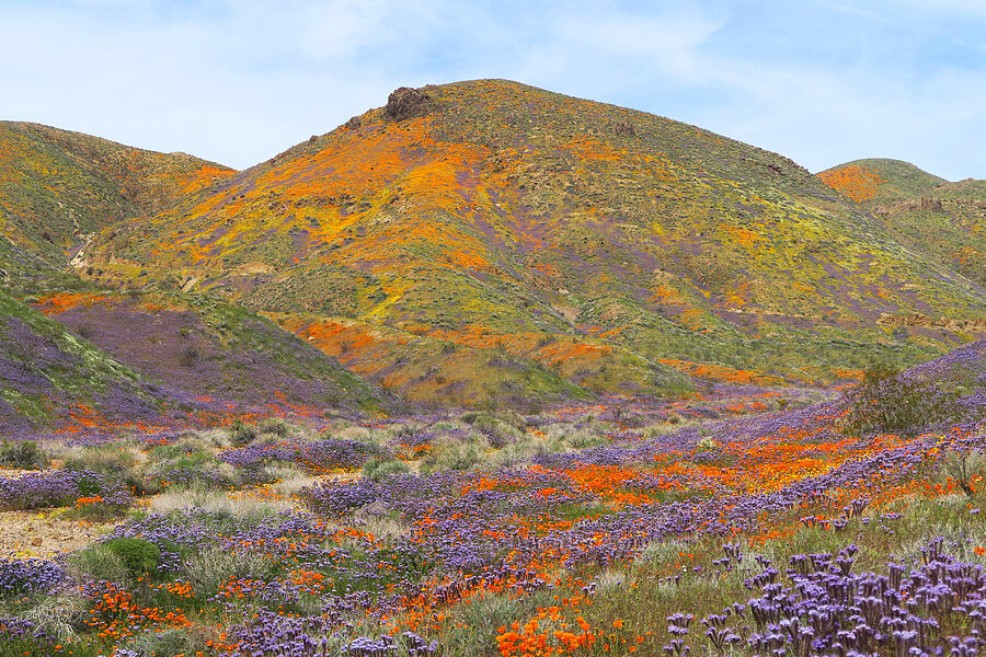 wildflowers (Eschscholzia californica, Phacelia tanacetifolia, Leptosyne bigelovii (Coreopsis bigelovii)) [Sugarloaf Park, Kern County, California]