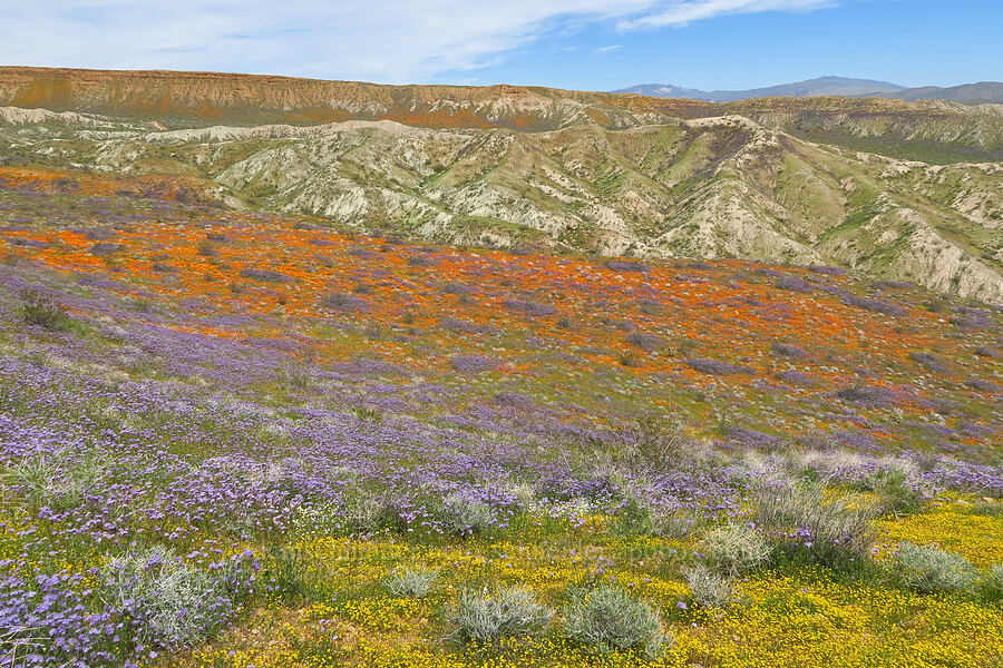 wildflowers (Eschscholzia californica, Phacelia sp., Lasthenia gracilis, Platystemon californicus) [Sugarloaf Park, Kern County, California]