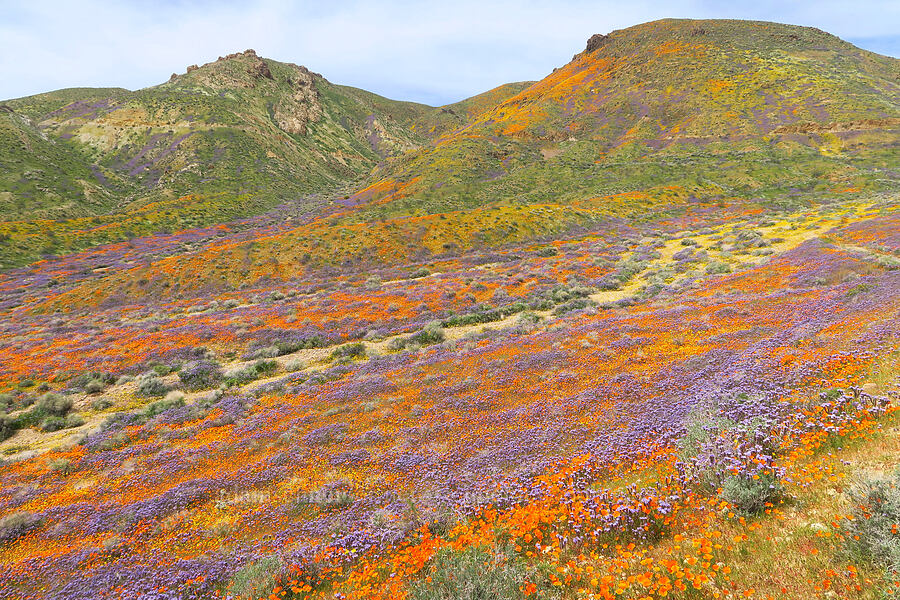 wildflowers (Eschscholzia californica, Phacelia tanacetifolia, Leptosyne bigelovii (Coreopsis bigelovii), Lasthenia gracilis) [Sugarloaf Park, Kern County, California]