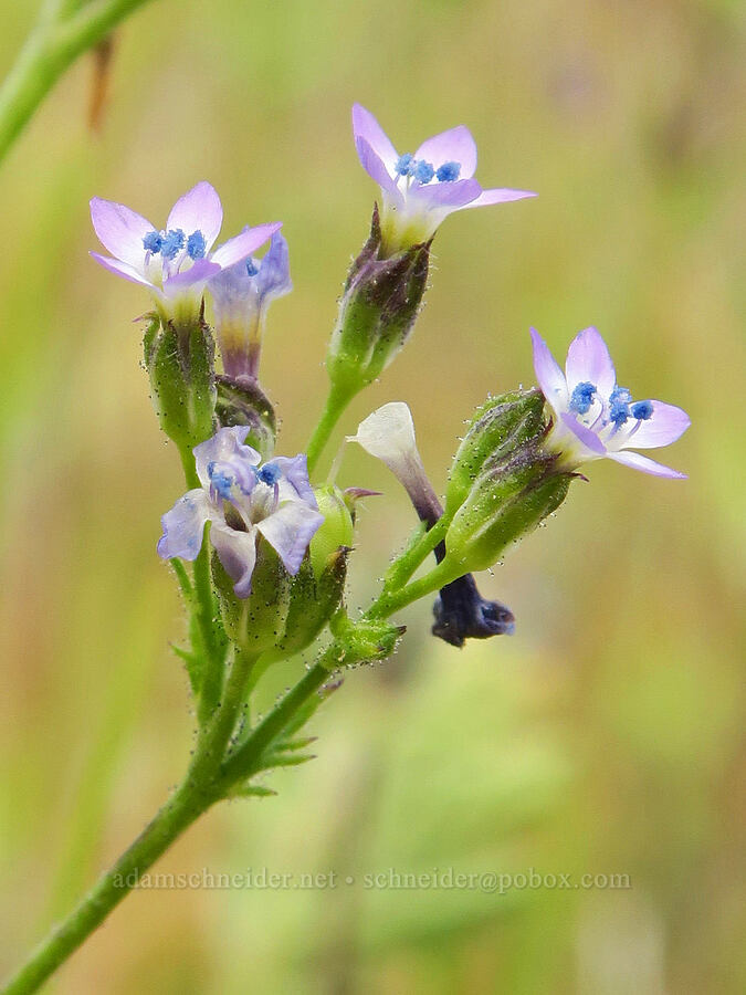 scrub gilia (?) (Gilia malior) [Sugarloaf Park, Kern County, California]