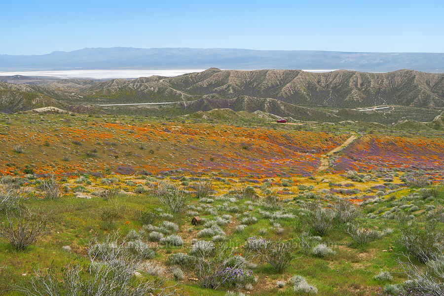 wildflowers & a view to the east (Eschscholzia californica, Phacelia tanacetifolia, Leptosyne bigelovii (Coreopsis bigelovii)) [Sugarloaf Park, Kern County, California]