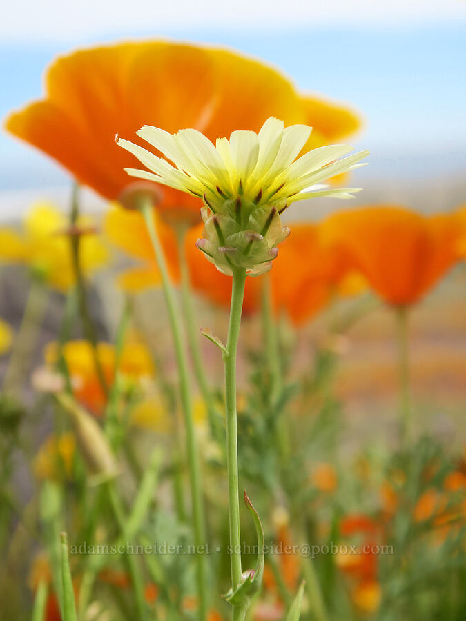 scale bud & California poppies (Anisocoma acaulis, Eschscholzia californica) [Sugarloaf Park, Kern County, California]