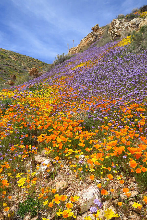 wildflowers (Eschscholzia californica, Phacelia sp., Leptosyne bigelovii (Coreopsis bigelovii)) [Sugarloaf Park, Kern County, California]