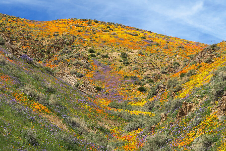 wildflowers (Eschscholzia californica, Phacelia sp., Leptosyne bigelovii (Coreopsis bigelovii)) [Sugarloaf Park, Kern County, California]