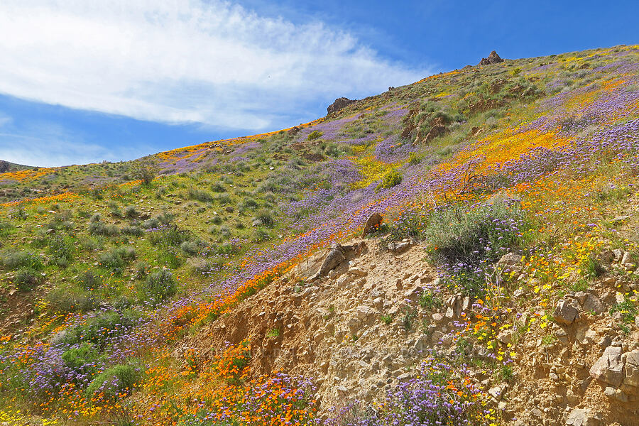 wildflowers (Eschscholzia californica, Phacelia sp., Leptosyne bigelovii (Coreopsis bigelovii)) [Sugarloaf Park, Kern County, California]