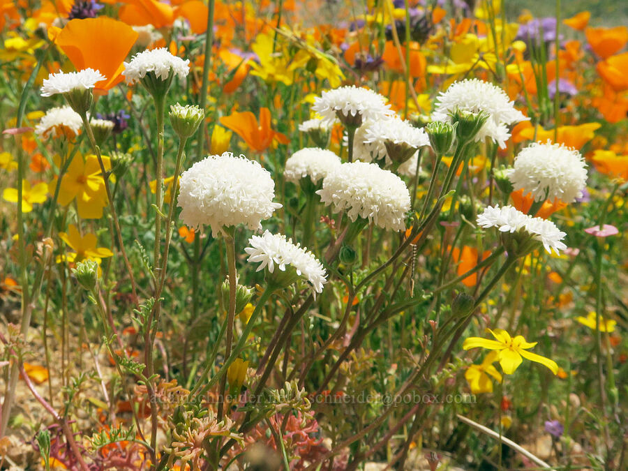 desert pincushion (Chaenactis stevioides) [Sugarloaf Park, Kern County, California]